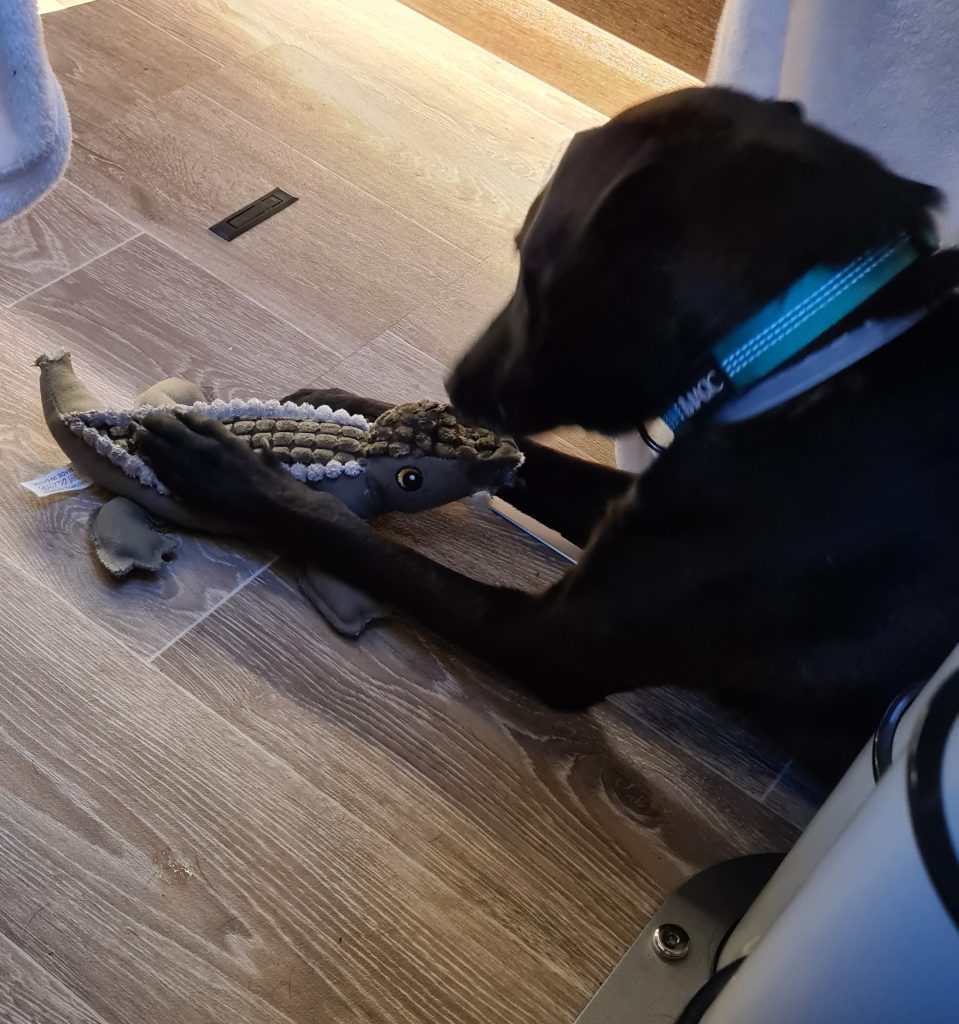 Zorro ❤️ - bild i artikeln från OurBackyardEurope