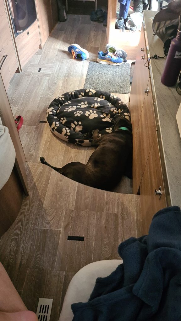 Nu har vi äntligen hämtat vår hund :) - bild i artikeln från OurBackyardEurope