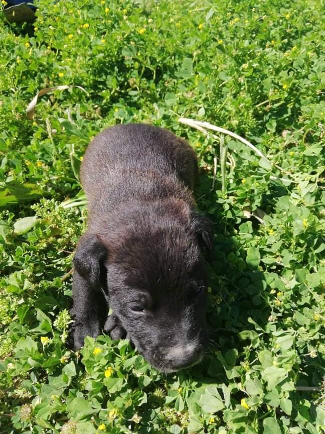 Nu har vi äntligen hämtat vår hund :) - bild i artikeln från OurBackyardEurope