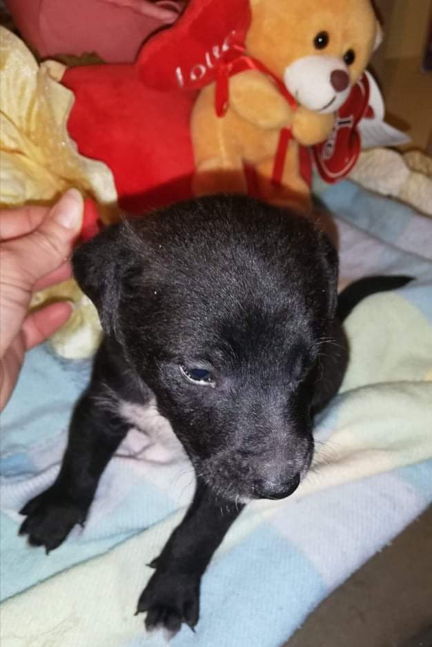 Nu har vi äntligen hämtat vår hund :) - bild i artikeln från OurBackyardEurope