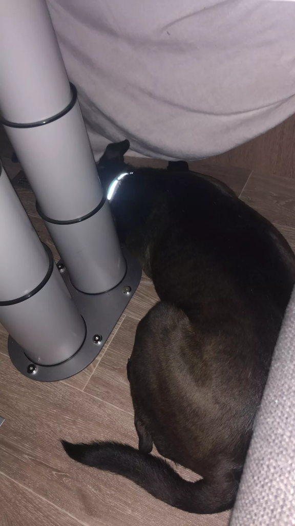 Zorro ❤️ - bild i artikeln från OurBackyardEurope