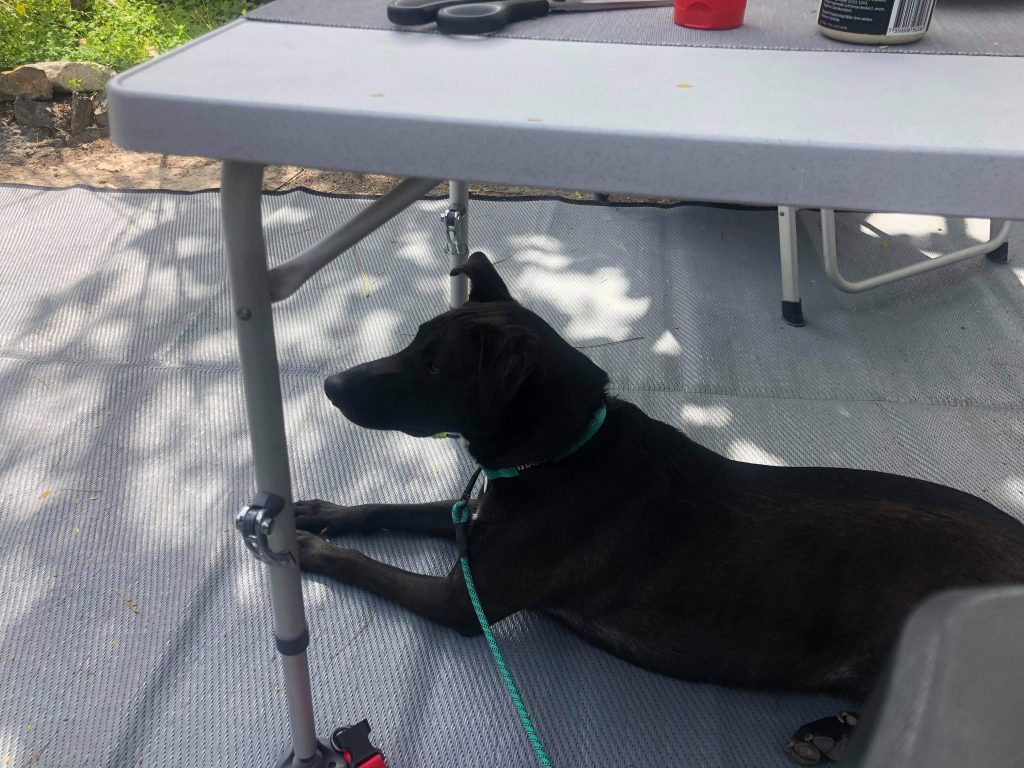 Nu har vi äntligen hämtat vår hund :) - bild i artikeln från OurBackyardEurope