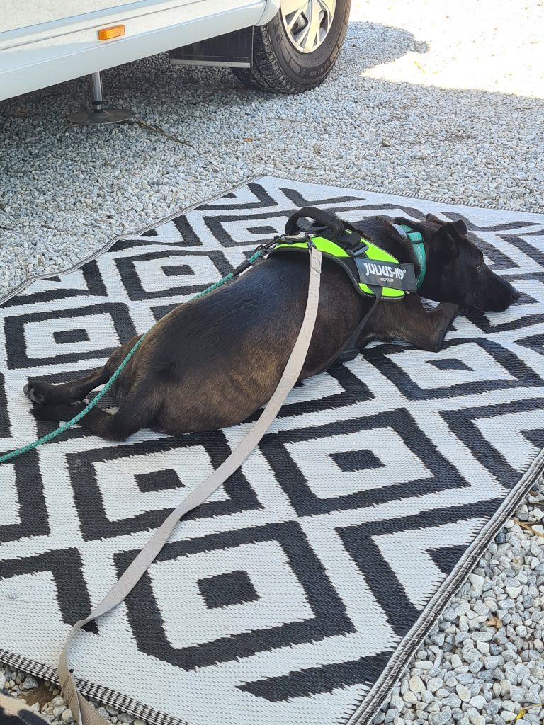 Koppel / Selen / Halsband till Zorro - bild i artikeln från OurBackyardEurope