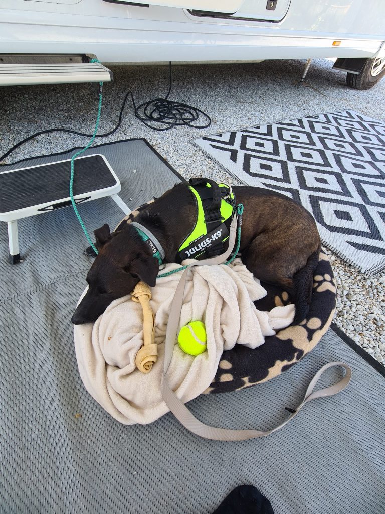 Hur har de egentligen gått dom första 3veckorna med oss :) - artikelbild från OurBackyardEurope