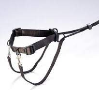 Koppel / Selen / Halsband till Zorro - bild i artikeln från OurBackyardEurope