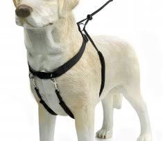 Koppel / Selen / Halsband till Zorro - bild i artikeln från OurBackyardEurope